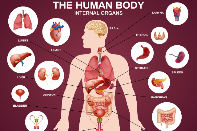 Fungsi Berbagai Jenis Organ Tubuh pada Manusia